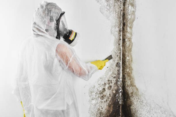 Best Post-Flood Mold Remediation in Brookneal, VA