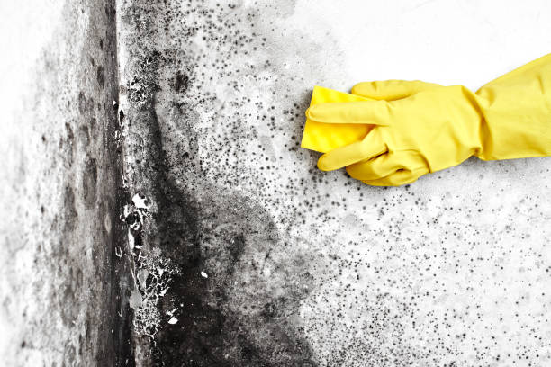 Best Post-Flood Mold Remediation in Brookneal, VA