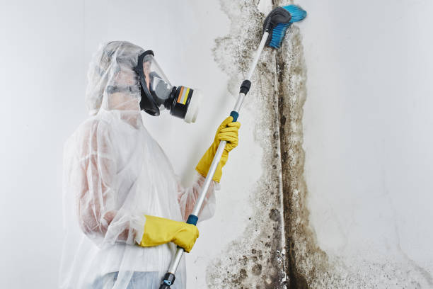 Best Bathroom Mold Remediation in Brookneal, VA
