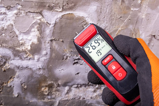 Best White Mold Remediation in Brookneal, VA