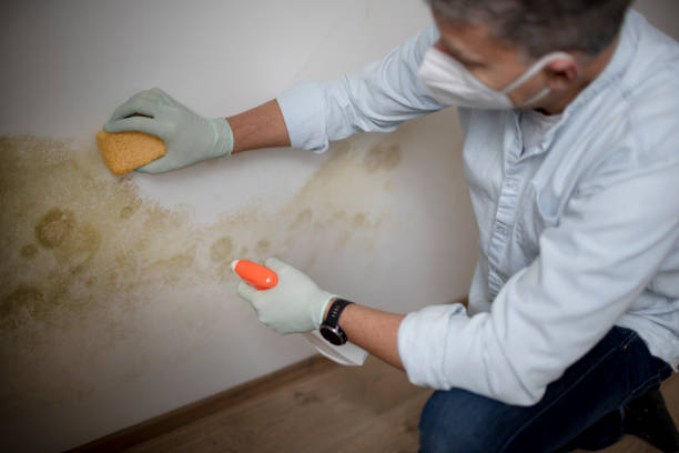 Best Emergency Mold Remediation in Brookneal, VA