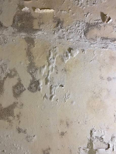 Best Basement Mold Remediation in Brookneal, VA