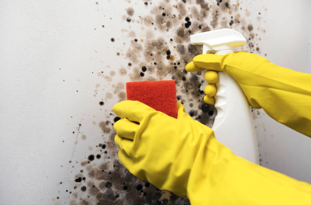 Best Residential Mold Remediation in Brookneal, VA