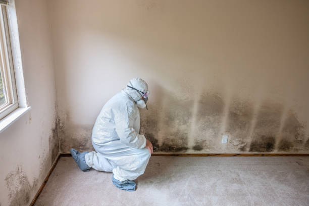 Best Attic Mold Remediation in Brookneal, VA