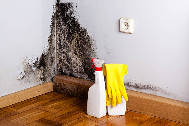 Brookneal, VA Mold Remediation Company
