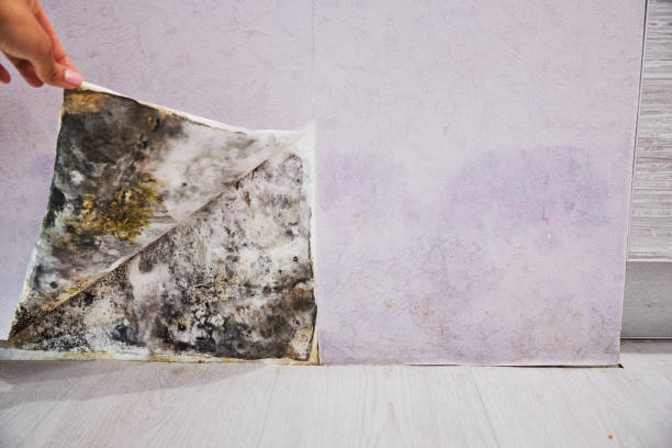 Best Kitchen Mold Remediation in Brookneal, VA